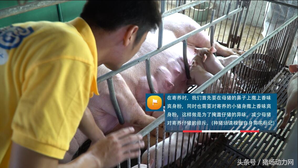 母猪产后几天仔猪不明原因死,刚下崽的母猪反复发烧怎么处理