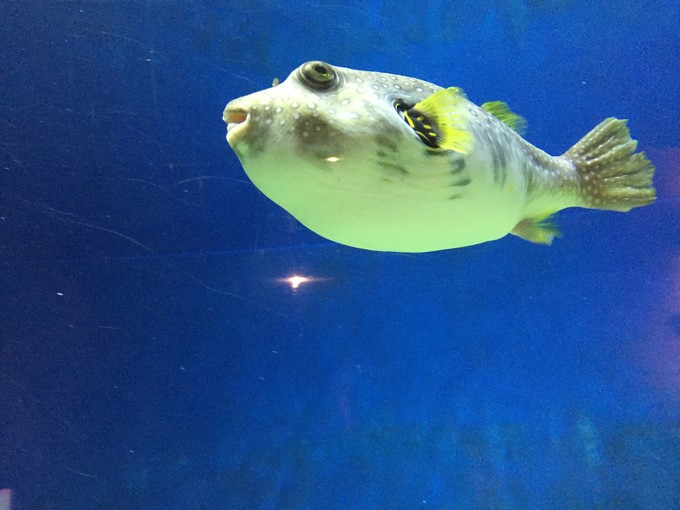 珠海长隆海洋王国游记作文,珠海长隆海洋王国游记