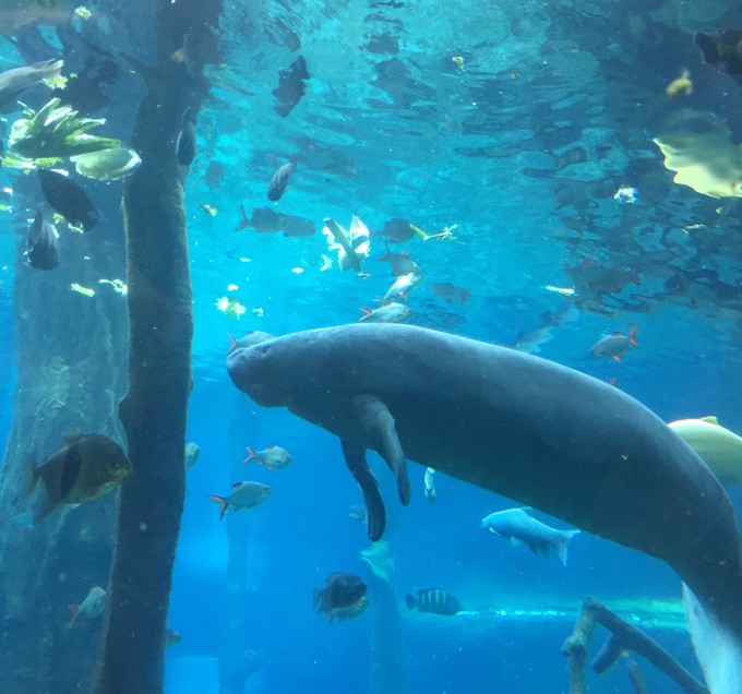 珠海长隆海洋王国游记作文,珠海长隆海洋王国游记