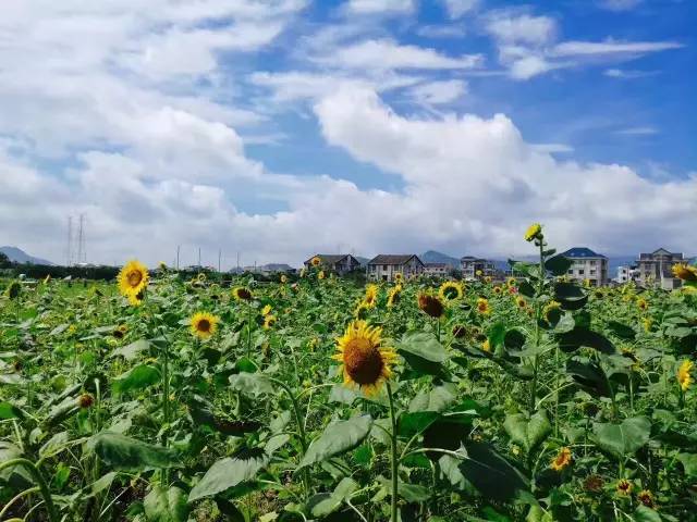 行走山水之间远离城市喧嚣,行走在浙江温州风景