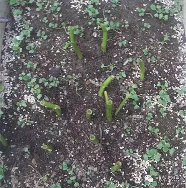 阳台种菜的土没有营养了怎么办,种子种菜阳台教程