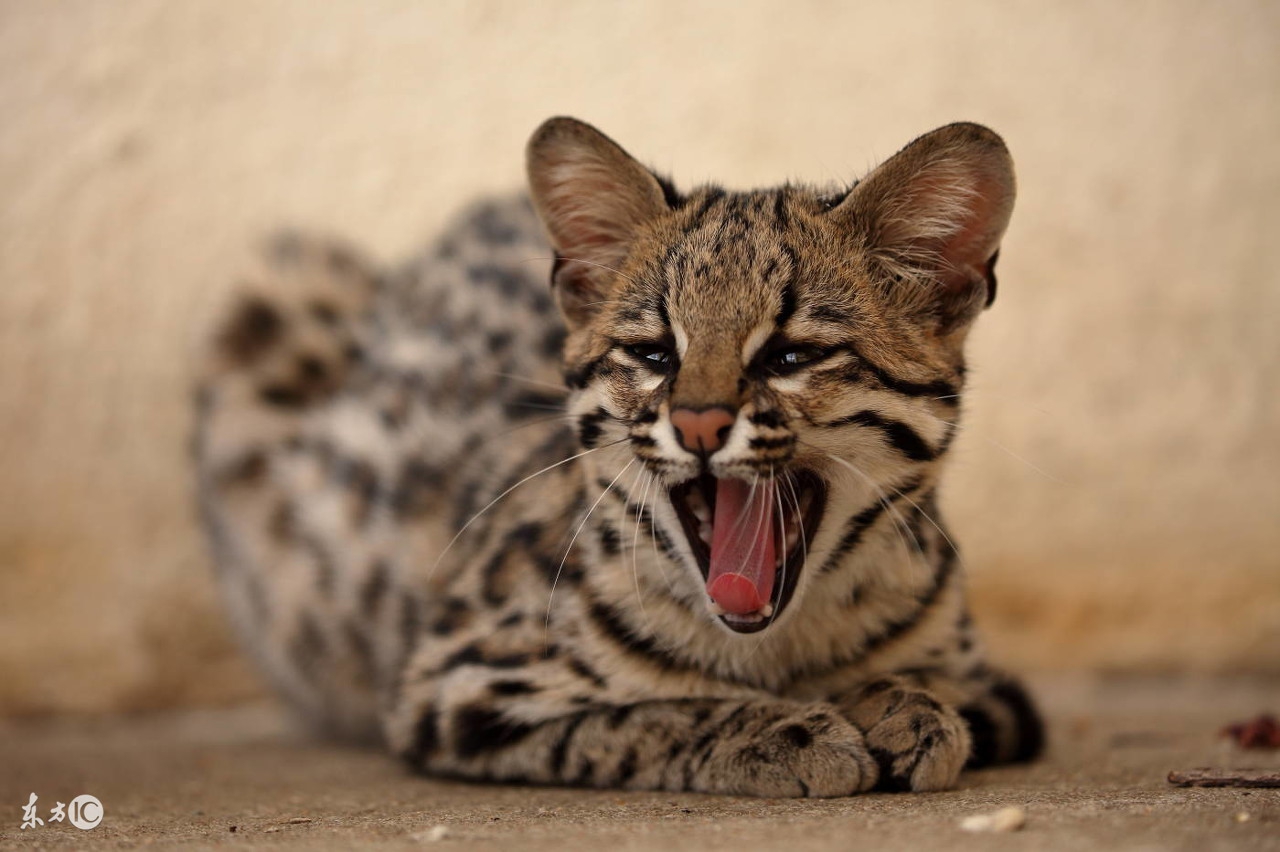 猫咪大便干燥一粒一粒的,猫咪吃的多软便咋办