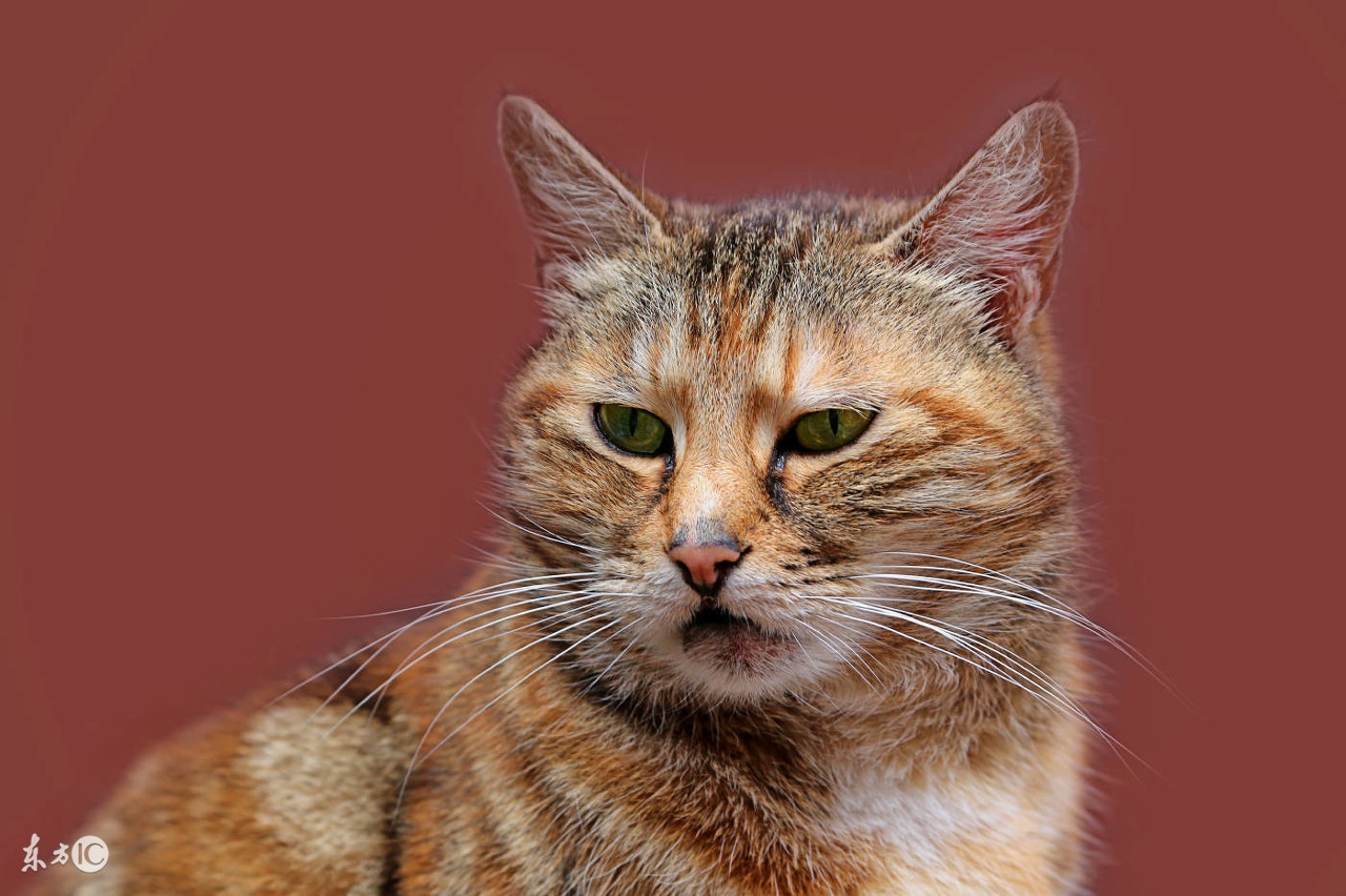 猫咪大便干燥一粒一粒的,猫咪吃的多软便咋办