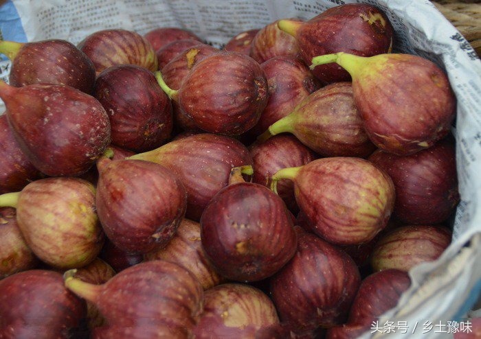 农村这种果子太诱人，吃到嘴烂还想吃，叶子还能治脚气