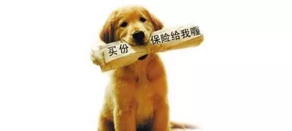 家养狗狗因为没买宠物险，闯祸以后，狗主人面临赔偿一筹莫展，该怎么给狗狗投保，看了这个你就全知道