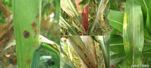 玉米穗下叶子发黄减产吗,玉米叶黄怎么回事