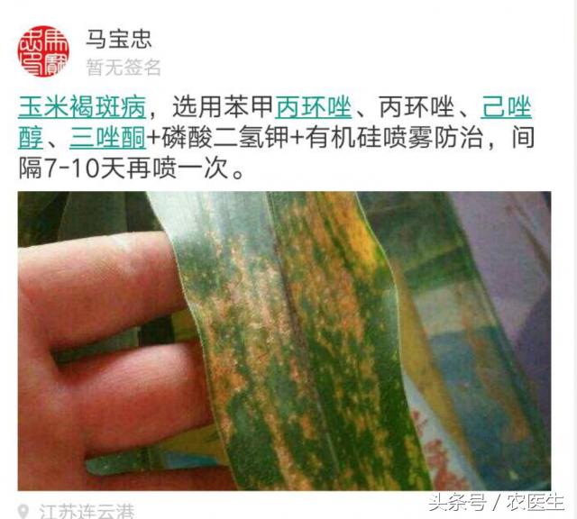 玉米穗下叶子发黄减产吗,玉米叶黄怎么回事