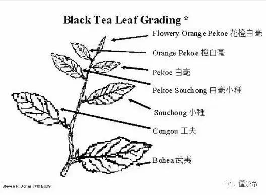 传统祁红这么碎，是正常还是低端货？