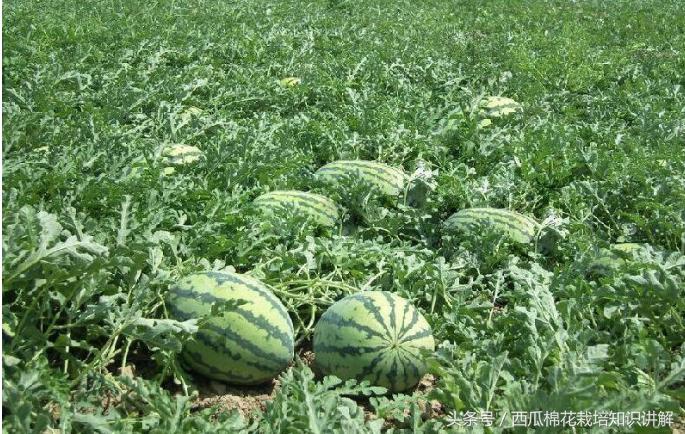 西瓜用什么肥料增产最快,西瓜增产的最好方法