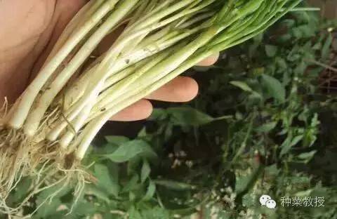 阳台种菜的土没有营养了怎么办,种子种菜阳台教程