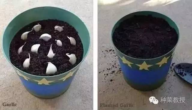 阳台种菜的土没有营养了怎么办,种子种菜阳台教程