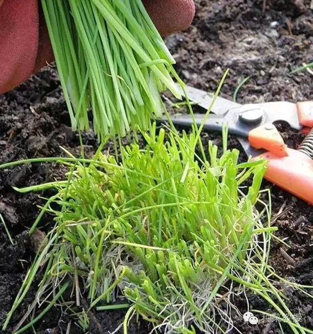 阳台种菜的土没有营养了怎么办,种子种菜阳台教程
