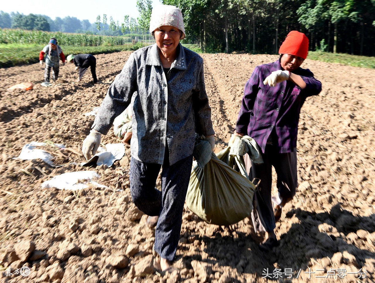 西红柿中有金戒指？8月8日后强制下架日文游戏？结果已考证