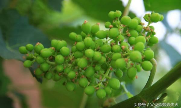 葡萄种植致富技术,葡萄防病高产技术分享