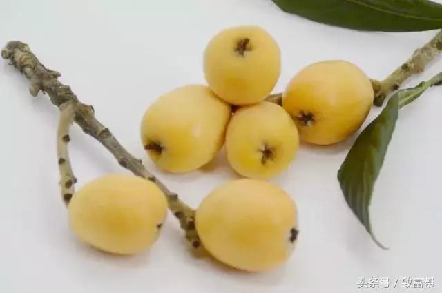 亩产收益最高的果树,收益最高的果树是哪种