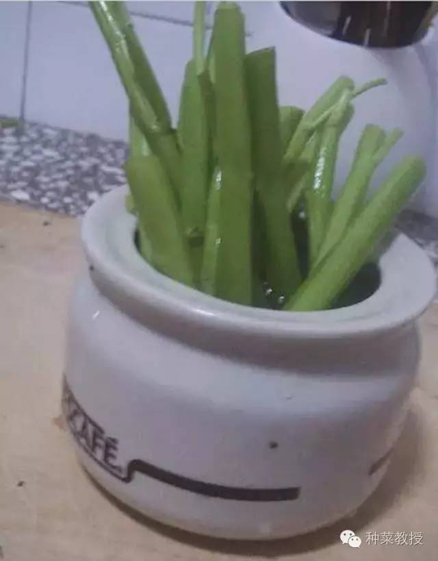 阳台种菜的土没有营养了怎么办,种子种菜阳台教程