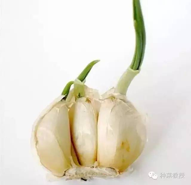 阳台种菜的土没有营养了怎么办,种子种菜阳台教程