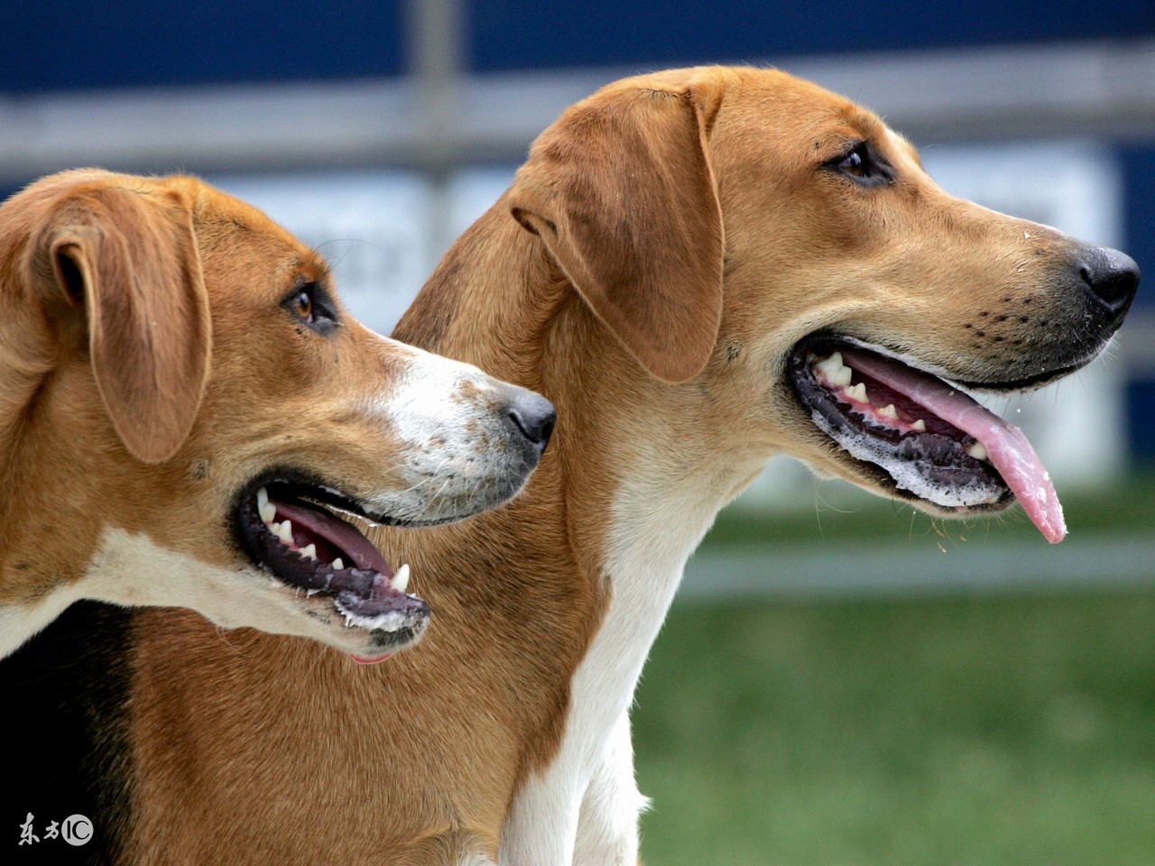 狗狗补血最好的药,狗什么牌子的血清好