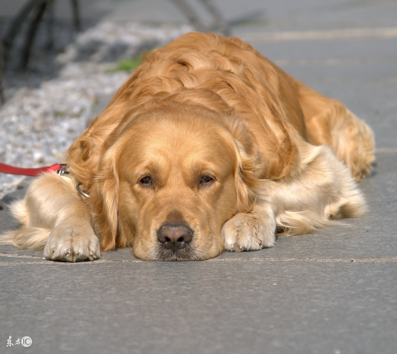 金毛不爱吃蔬菜和水果怎么办,金毛不爱吃饭吃什么药