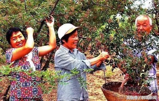 汉源哪些地方在招摘花椒工 (海南招摘朝天椒工人)