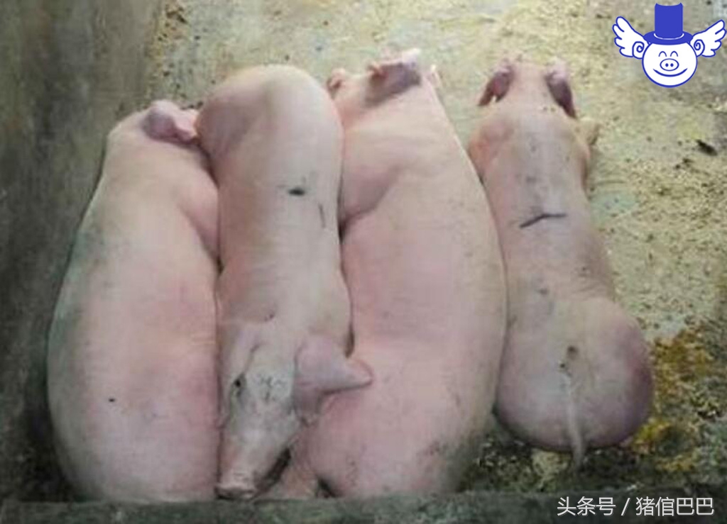 夏天怎样防止猪高热,如何防止猪高热症