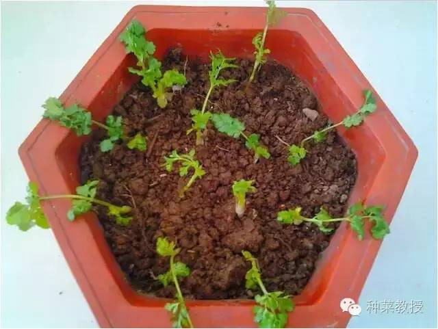 阳台种菜的土没有营养了怎么办,种子种菜阳台教程