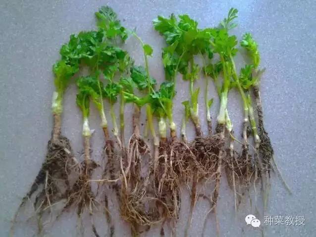 阳台种菜的土没有营养了怎么办,种子种菜阳台教程