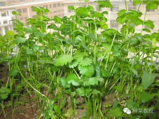 阳台种菜的土没有营养了怎么办,种子种菜阳台教程