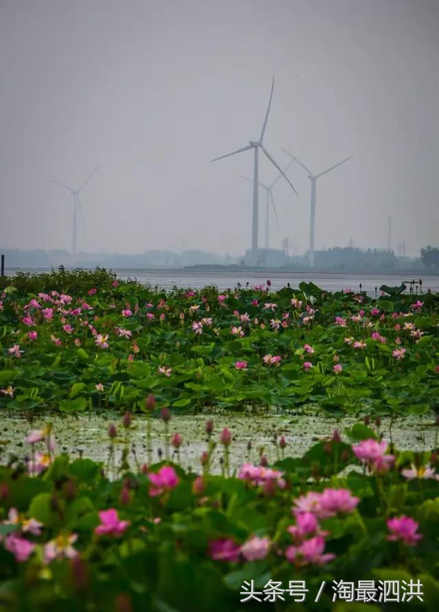 洪泽湖淮上江南,人间的天堂洪泽湖