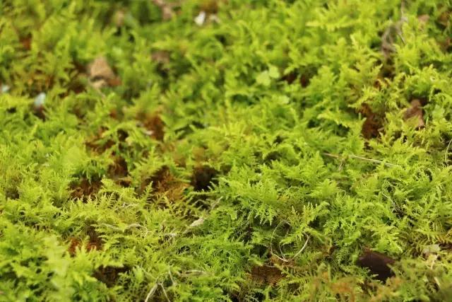 苔藓儿童科普,关于苔藓的小知识