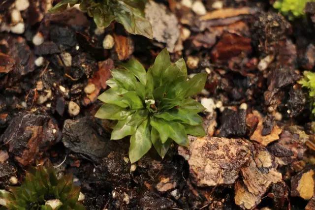 苔藓儿童科普,关于苔藓的小知识