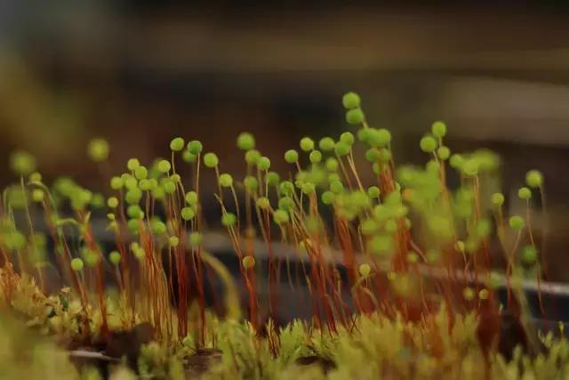 苔藓儿童科普,关于苔藓的小知识