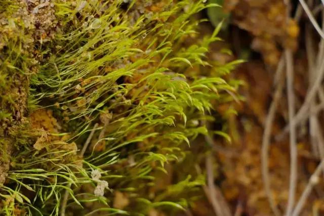 苔藓儿童科普,关于苔藓的小知识