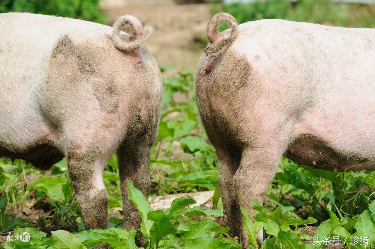 母猪流产前兆怎样保胎,母猪配上一个月流产是什么病