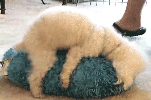 泰迪脑子,泰迪脑子有多大