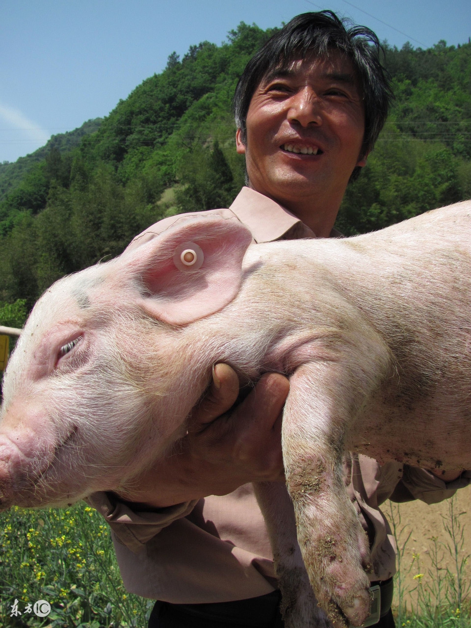 养猪还能赚钱吗,养猪能赚钱吗广东