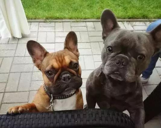 斗牛犬各种疾病的表现,斗牛犬突然后腿站不稳怎么治