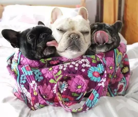 斗牛犬各种疾病的表现,斗牛犬突然后腿站不稳怎么治