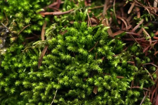 苔藓儿童科普,关于苔藓的小知识