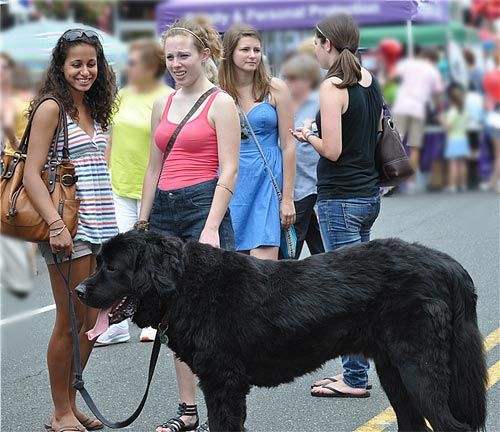 狗狗咬人怎么纠正最有效的方法,狗狗咬人一招搞定