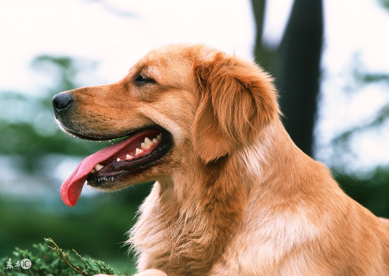 金毛不爱吃蔬菜和水果怎么办,金毛不爱吃饭吃什么药