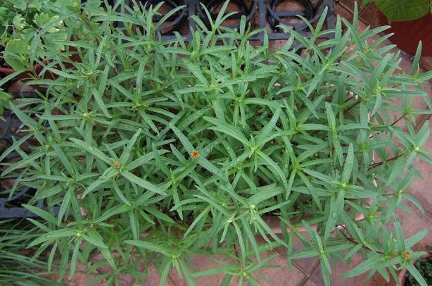 夏天必种花期长的草花,耐阴又好养的四季开花的草花