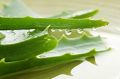 芦荟胶只用过火的大绿罐怎么行