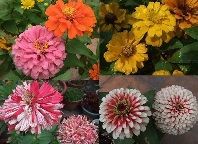 夏天必种花期长的草花,耐阴又好养的四季开花的草花