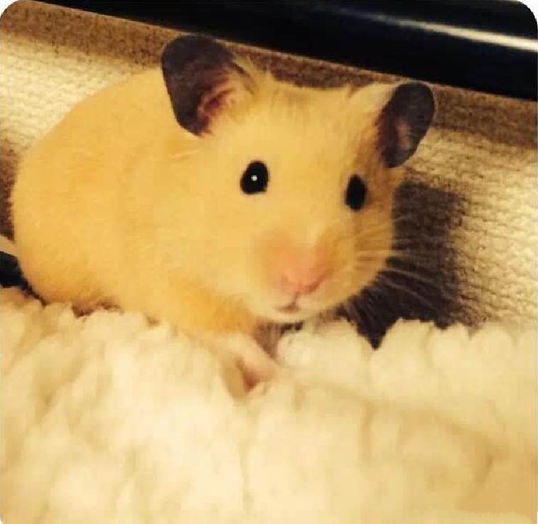 小仓鼠幼鼠可以吃什么,仓鼠幼鼠最爱吃什么