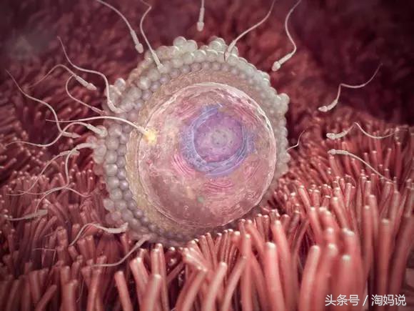 胎儿发育40周全过程关注事项,赞宝宝训练抬头的句子