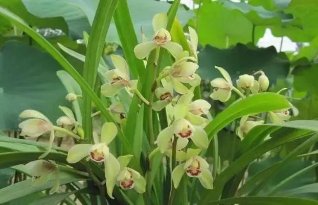 四季兰用什么盆栽最好看,四季兰花期养护