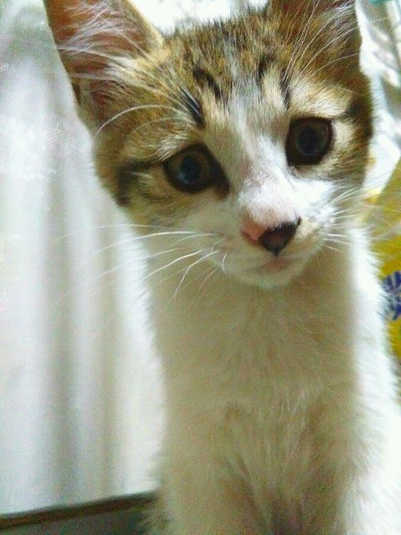 去朋友家，领养了两只小猫咪，喂养一段时间后，噩梦就开始了！