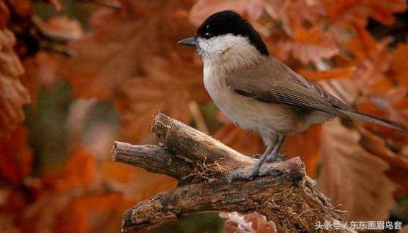 画眉鸟眉毛挑选图片,画眉鸟的挑选和饲养