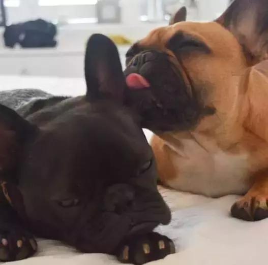 斗牛犬各种疾病的表现,斗牛犬突然后腿站不稳怎么治